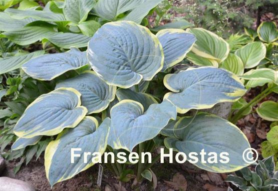 Hosta Brave Amherst